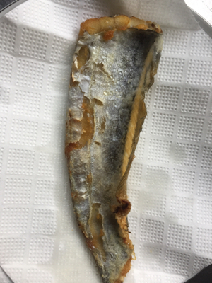 ハマチかサゴシを釣りたくて❗️