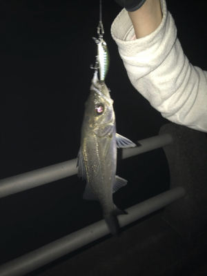 チーバスやってたらでっかいの来た