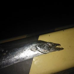 ナイトゲーム　タチウオ