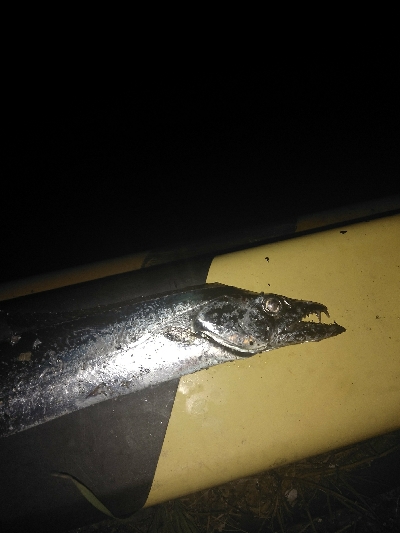 ナイトゲーム　タチウオ