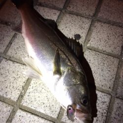 ミニエントのレンジ♪