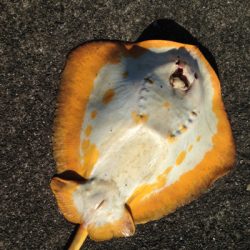 垂水漁港で5目釣り！！