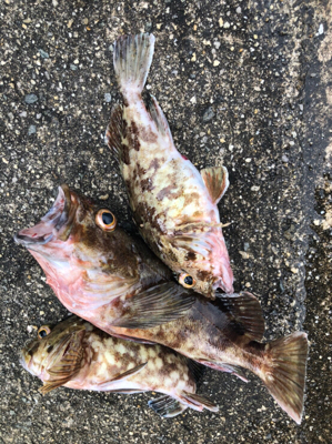 のませでメジロ