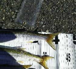 デカカマス！！