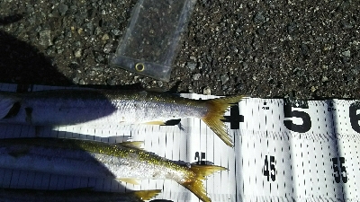 デカカマス！！