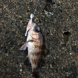 朝から釣りをする(笑)。