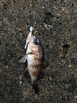 朝から釣りをする(笑)。