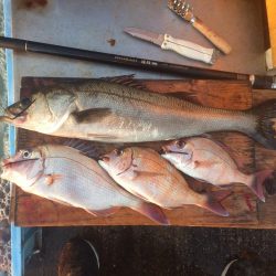 落第カゴ師でも釣れる平磯