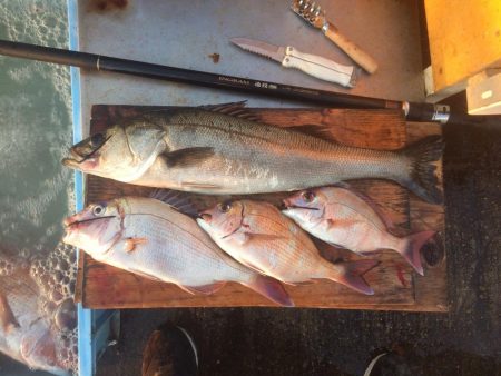 落第カゴ師でも釣れる平磯