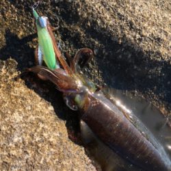 初冬の湾内磯エギング♪