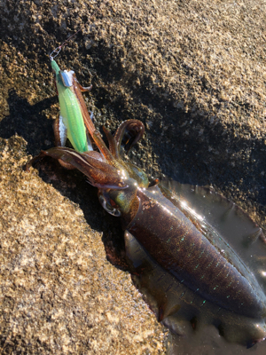 初冬の湾内磯エギング♪