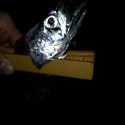 再びメバリング＆アジング