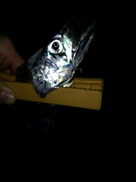 再びメバリング＆アジング