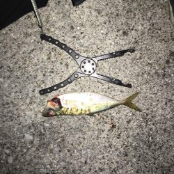 久しぶりの釣り