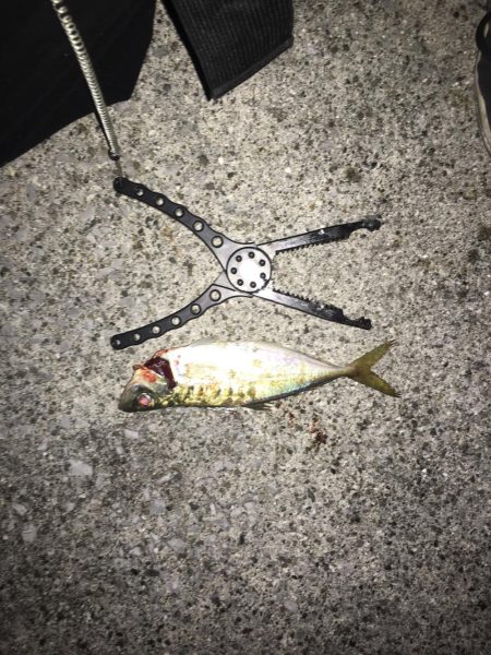 久しぶりの釣り