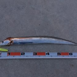 シーバス狙いが…