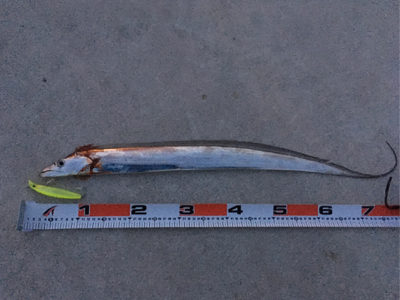 シーバス狙いが…