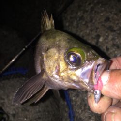 ジグ単中アジ狙い