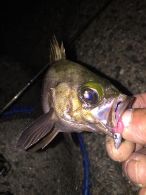 ジグ単中アジ狙い