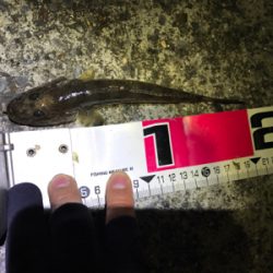 デカはぜ入れ食い！