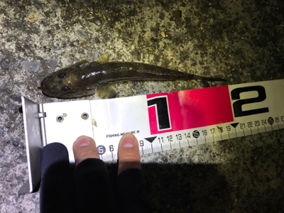 デカはぜ入れ食い！