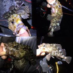 カサゴ、メバル