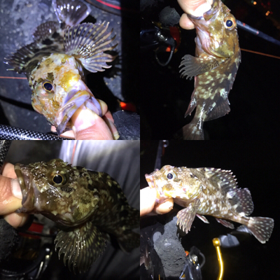 カサゴ、メバル