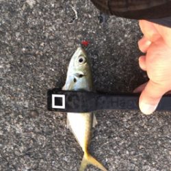 サビキでアジ釣ってからアオリ