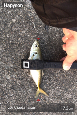 サビキでアジ釣ってからアオリ