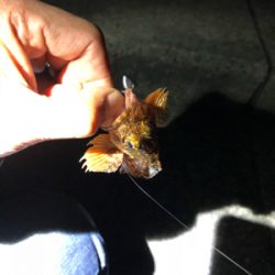 メバリングランガンのはずが…