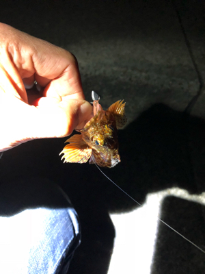 メバリングランガンのはずが…