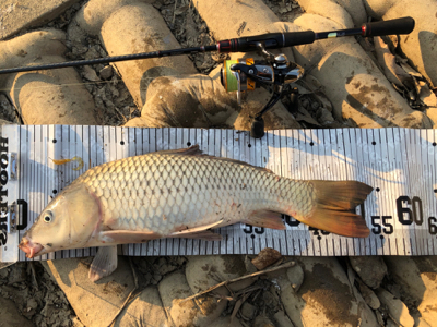 コイとフナのワーム釣り