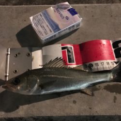 メバル、セイゴ！