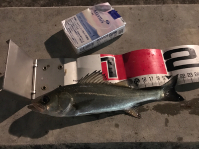 メバル、セイゴ！