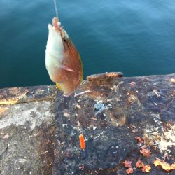 カワハギそろそろ終わりかなぁー！