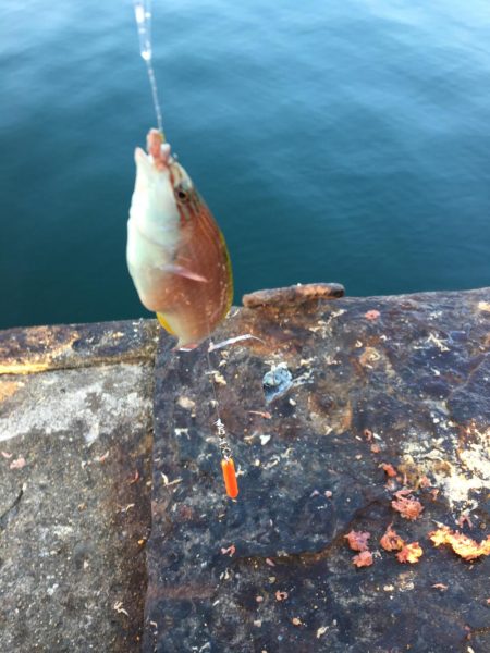 カワハギそろそろ終わりかなぁー！