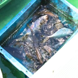 加太の三邦丸でアジとカワハギ