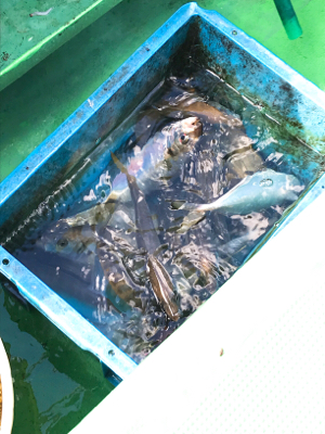 加太の三邦丸でアジとカワハギ