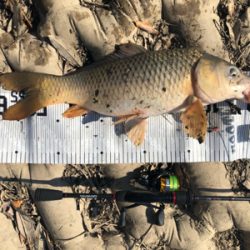 コイ釣り（ルアー）