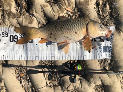 コイ釣り（ルアー）