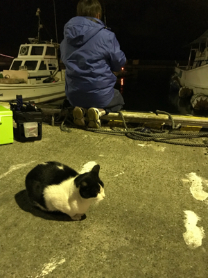 ちょこっとアジング