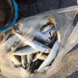 沖堤防で落とし込み釣り