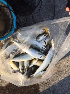 沖堤防で落とし込み釣り