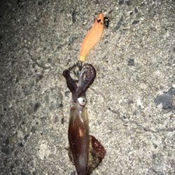 ヒイカナイトゲーム♪