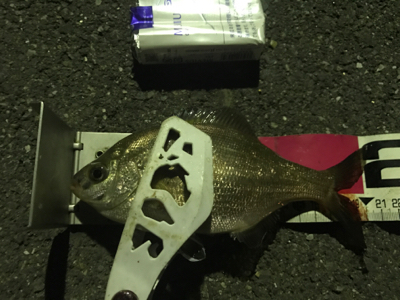 アジング成功！