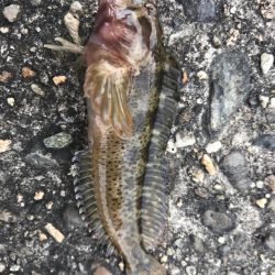 いつもの仕事帰り釣行