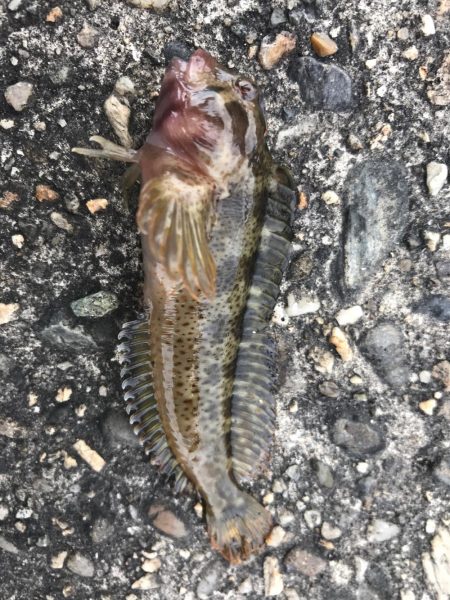 いつもの仕事帰り釣行