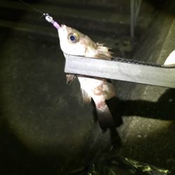 ライトゲーム五目達成