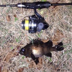 イナダ回遊有り