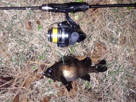 イナダ回遊有り